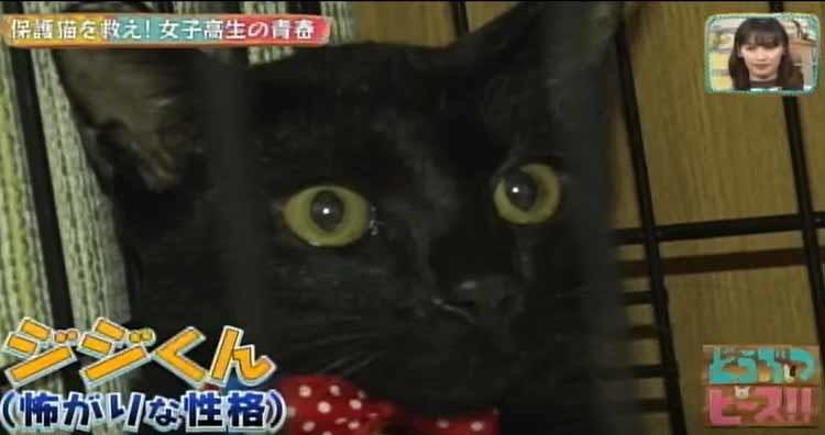 殺処分ゼロを目指して 保護猫を救う活動を続ける女子高生 どうぶつピース テレ東プラス 殺処分ゼロを目指して 保護猫を救う活動を続ける女子高生 どうぶつピース テレ東プラス