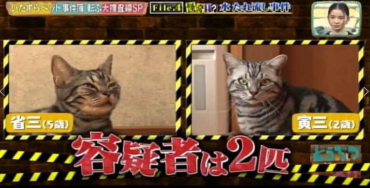 週三在在深夜從誰也不應該在3點在的廚房流動的聲音 犯人是小貓兒 動物和平 Tere Topla 週三在在深夜從誰也不應該在3點在的廚房流動的聲音 犯人是小貓兒 動物和平 Tere Topla