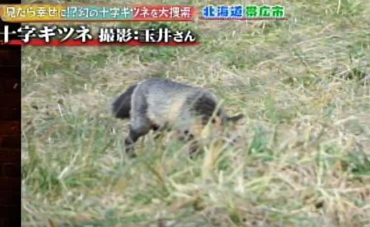 发现的可能性是不到1 大搜索当在北海道带广看了的时候幸福适应的 十字形gitsune 动物和平 Tere Topla 发现的可能性是不到1 大搜索当在北海道带广看了的时候幸福适应的 十字形gitsune 动物和平 Tere Topla