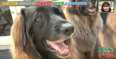 日本に37匹の希少な犬種！ ライオンのようなたてがみが特徴の大型犬 ...