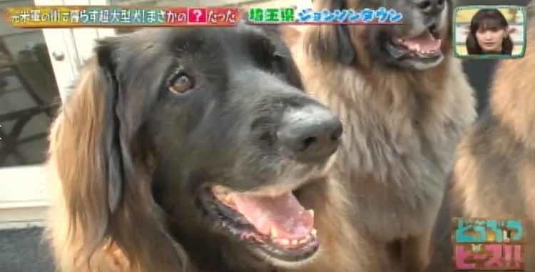 種類 犬 大型 犬
