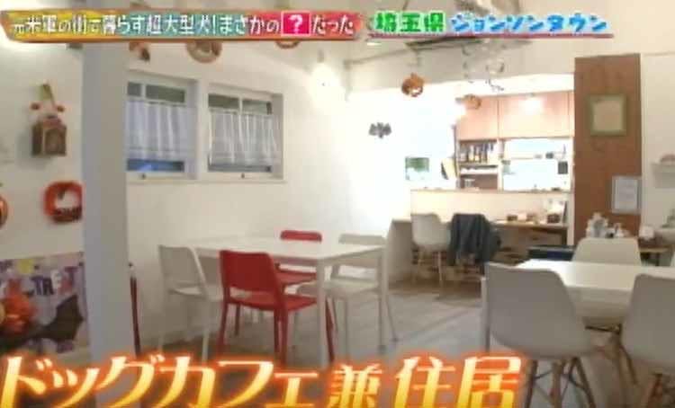 日本に37匹の希少な犬種 ライオンのようなたてがみが特徴の大型犬レオンベルガー どうぶつピース テレ東プラス 日本に37匹の希少な犬種 ライオンのようなたてがみが特徴の大型犬レオンベルガー どうぶつピース テレ東プラス
