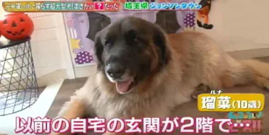日本に37匹の希少な犬種！ ライオンのようなたてがみが特徴の大型犬 ...