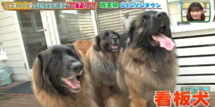 日本に37匹の希少な犬種 ライオンのようなたてがみが特徴の大型犬レオンベルガー どうぶつピース テレ東プラス