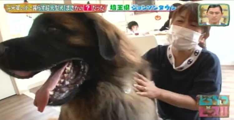 日本に37匹の希少な犬種 ライオンのようなたてがみが特徴の大型犬レオンベルガー どうぶつピース テレ東プラス