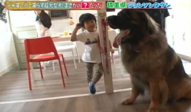日本に37匹の希少な犬種 ライオンのようなたてがみが特徴の大型犬レオンベルガー どうぶつピース テレ東プラス 日本に37匹の希少な犬種 ライオンのようなたてがみが特徴の大型犬レオンベルガー どうぶつピース テレ東プラス