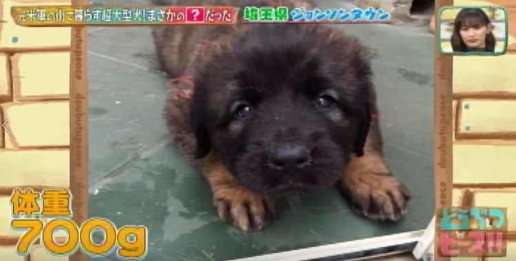 日本に37匹の希少な犬種 ライオンのようなたてがみが特徴の大型犬レオンベルガー どうぶつピース テレ東プラス 日本に37匹の希少な犬種 ライオンのようなたてがみが特徴の大型犬レオンベルガー どうぶつピース テレ東プラス