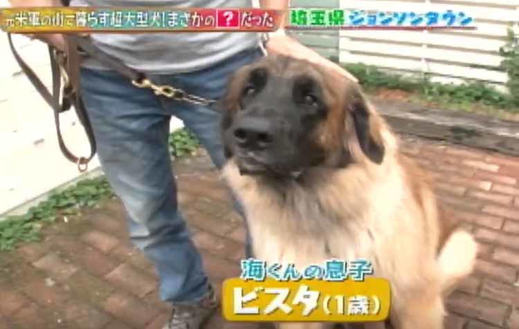 日本に37匹の希少な犬種！ ライオンのようなたてがみが特徴の大型犬