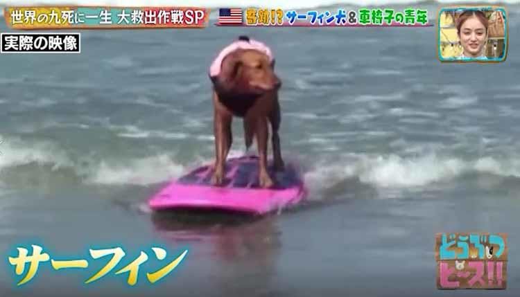 歩きたい サーフィンが得意な犬が車椅子の高校生に起こした奇跡の実話 どうぶつピース テレ東プラス