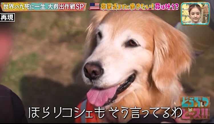 歩きたい サーフィンが得意な犬が車椅子の高校生に起こした奇跡の実話 どうぶつピース テレ東プラス