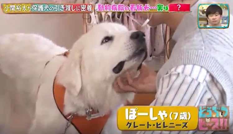 廃業したペットショップで8月の炎天下に放置され 小関裕太が保護犬の活動をお手伝い どうぶつ テレ東プラス 廃業したペットショップで8月の炎天下に放置され 小関裕太が保護犬の活動をお手伝い どうぶつ テレ東プラス