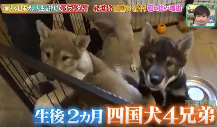 飼う こと ドラマ を 犬 という ドラマ｜犬を飼うということ〜スカイと我が家の180日〜の動画を無料視聴できる配信サイトまとめ