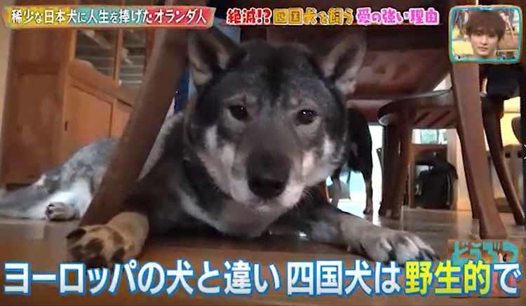 殺処分ゼロの国で 絶滅の危機に瀕した日本犬に人生を捧げたオランダ人 どうぶつピース テレ東プラス