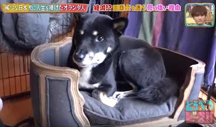 殺処分ゼロの国で 絶滅の危機に瀕した日本犬に人生を捧げたオランダ人 どうぶつピース テレ東プラス