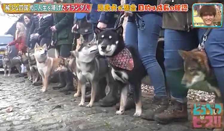 殺処分ゼロの国で 絶滅の危機に瀕した日本犬に人生を捧げたオランダ人 どうぶつピース テレ東プラス 殺処分ゼロの国で 絶滅の危機に瀕した日本犬に人生を捧げたオランダ人 どうぶつピース テレ東プラス