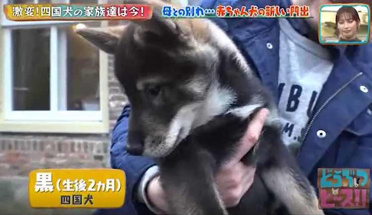 殺処分ゼロの国で 絶滅の危機に瀕した日本犬に人生を捧げたオランダ人 どうぶつピース テレ東プラス 殺処分ゼロの国で 絶滅の危機に瀕した日本犬に人生を捧げたオランダ人 どうぶつピース テレ東プラス