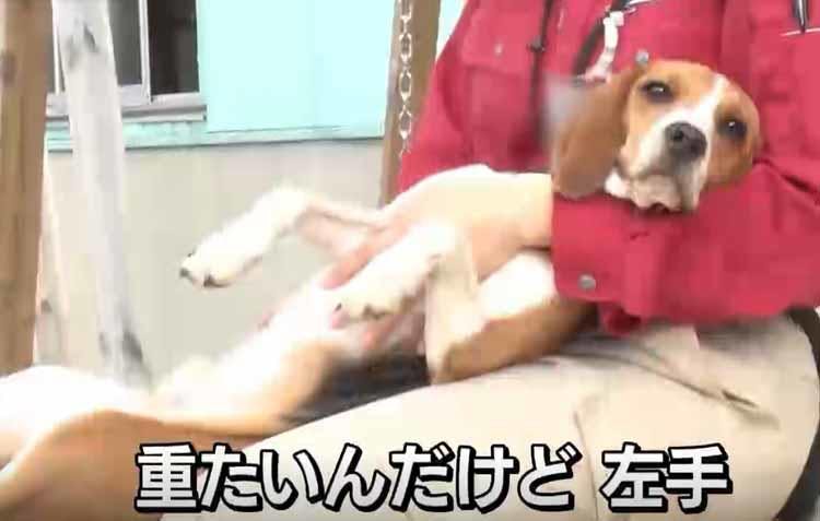 Hey Say Jumpが探知犬のお手伝い ブラッシング シャンプーに新米犬もうっとり どうぶ テレ東プラス Hey Say Jumpが探知犬のお手伝い ブラッシング シャンプーに新米犬もうっとり どうぶ テレ東プラス