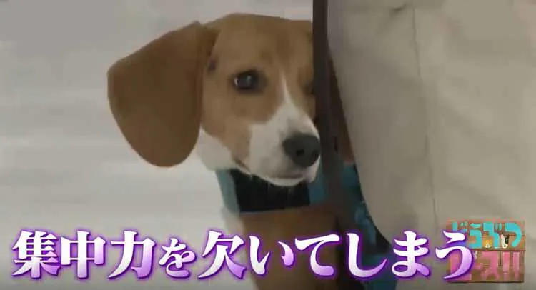 Hey Say Jumpが探知犬のお手伝い ブラッシング シャンプーに新米犬もうっとり どうぶ テレ東プラス