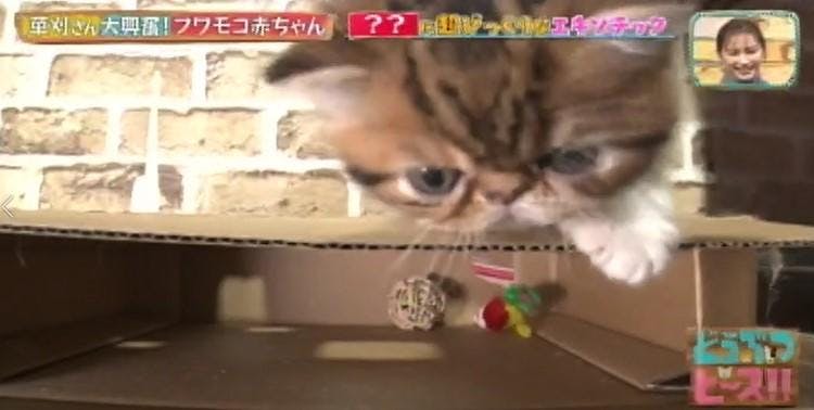 ビルマの聖猫 バーマン 短い鼻のエキゾチックショートヘア 走る姿が馬のよう テレ東プラス