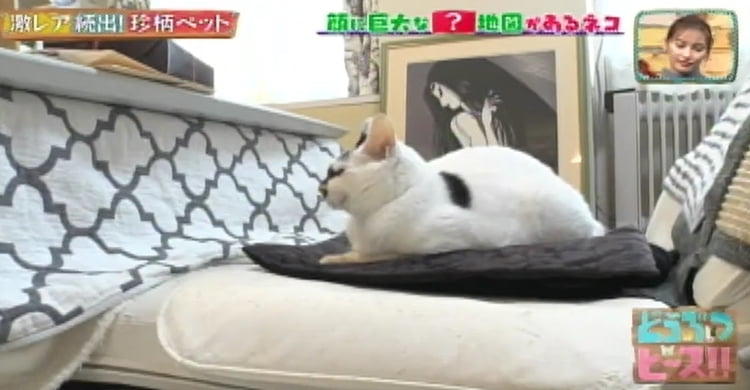 カツラを被った猫！？ 顔に大きな日本地図がある猫！？ 激レア！ 珍柄 