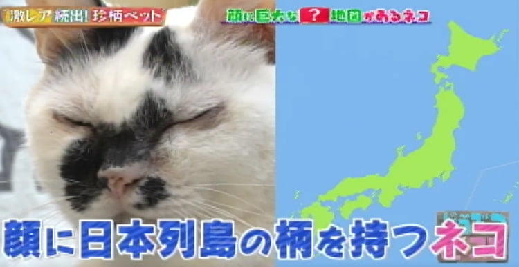 カツラを被った猫！？ 顔に大きな日本地図がある猫！？ 激レア！ 珍柄 
