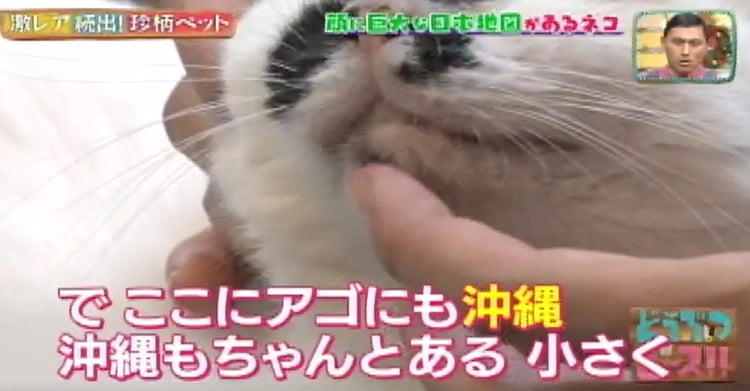 カツラを被った猫！？ 顔に大きな日本地図がある猫！？ 激レア！ 珍柄 