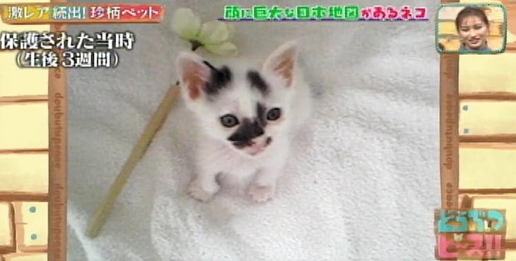 カツラを被った猫!? 顔に大きな日本地図がある猫!? 激レア! 珍柄