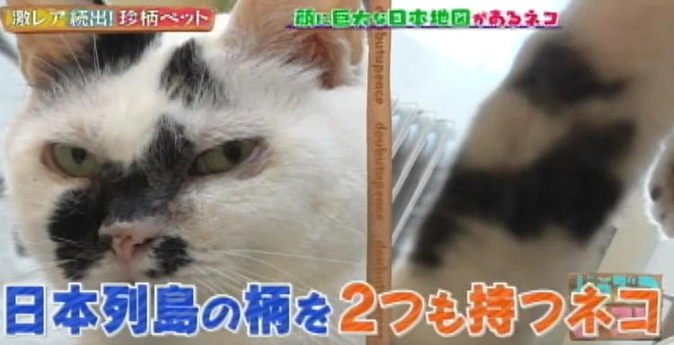 カツラを被った猫!? 顔に大きな日本地図がある猫!? 激レア! 珍柄