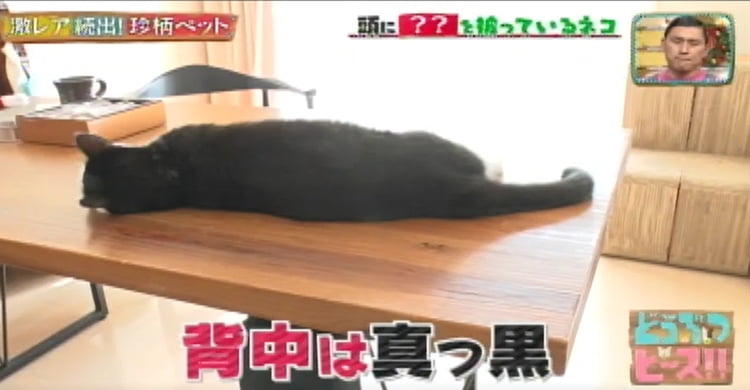 カツラを被った猫！？ 顔に大きな日本地図がある猫！？ 激レア！ 珍柄 