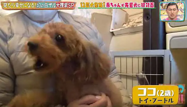 生後4週間 トイ プードルの赤ちゃん バンザイのポーズでミルクを飲む姿がかわいい どうぶつピース テレ東プラス