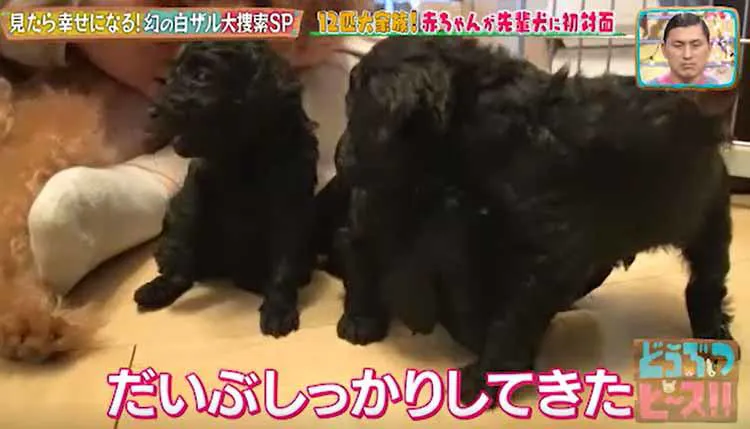 生後4週間 トイ プードルの赤ちゃん バンザイのポーズでミルクを飲む姿がかわいい どうぶつピース テレ東プラス