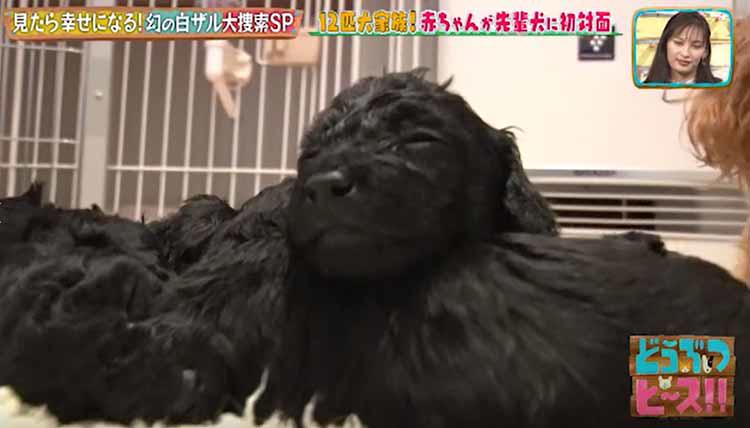 生後4週間、トイ・プードルの赤ちゃん！ バンザイのポーズでミルクを 