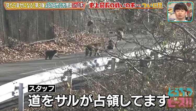 神様 仏様 白ザル様 見たら幸せになれる 幻の白ザル大捜索 どうぶつピース テレ東プラス 神様 仏様 白ザル様 見たら幸せになれる 幻の白ザル大捜索 どうぶつピース テレ東プラス