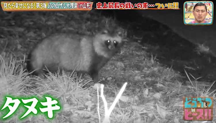 神様 仏様 白ザル様 見たら幸せになれる 幻の白ザル大捜索 どうぶつピース テレ東プラス 神様 仏様 白ザル様 見たら幸せになれる 幻の白ザル大捜索 どうぶつピース テレ東プラス