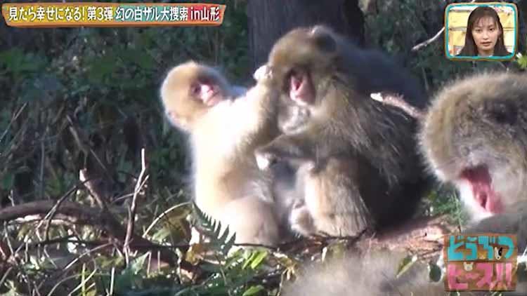 神様 仏様 白ザル様 見たら幸せになれる 幻の白ザル大捜索 どうぶつピース テレ東プラス 神様 仏様 白ザル様 見たら幸せになれる 幻の白ザル大捜索 どうぶつピース テレ東プラス