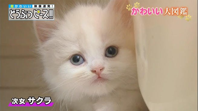 動画 恥ずかしがり屋の赤ちゃん猫 大好きすぎるあるものを必死に守る姿にキュン どうぶつピース テレ東プラス