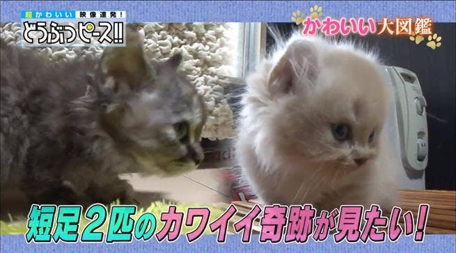 動画 2種類の短足猫ちゃん 可愛すぎる初めてのご対面 どうぶつピース かわいい大図鑑 テレ東プラス
