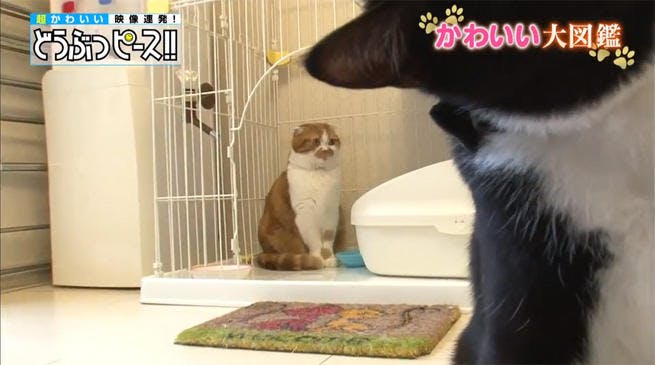 動画 紳士的なのはどっち ダンディ猫対決 どうぶつピース かわいい大図鑑 テレ東プラス