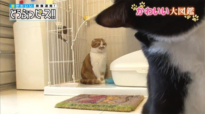 動画 紳士的なのはどっち ダンディ猫対決 どうぶつピース かわいい大図鑑 テレ東プラス 動画 紳士的なのはどっち ダンディ猫対決 どうぶつピース かわいい大図鑑 テレ東プラス