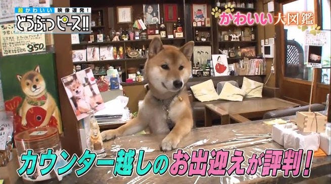 動画 かわいすぎる看板猫ちゃん ワンちゃん3連発 どうぶつピース かわいい大図鑑 テレ東プラス 動画 かわいすぎる看板猫ちゃん ワンちゃん3連発 どうぶつピース かわいい大図鑑 テレ東プラス