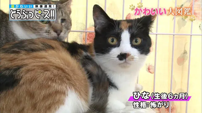 保護猫ひなの新しい家族 どうぶつピース かわいい大図鑑 テレ東プラス