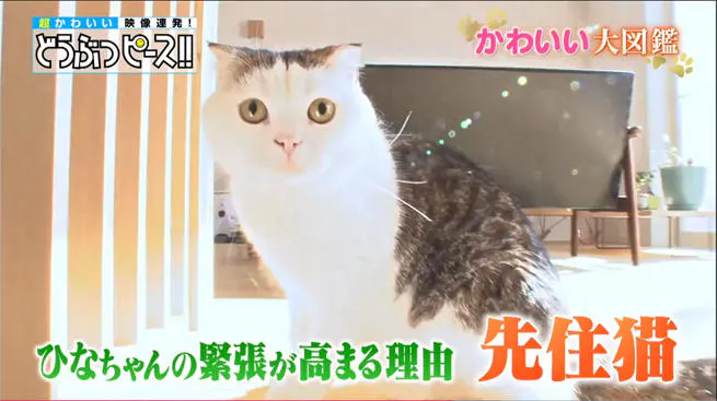 保護猫ひなの新しい家族 どうぶつピース かわいい大図鑑 テレ東プラス