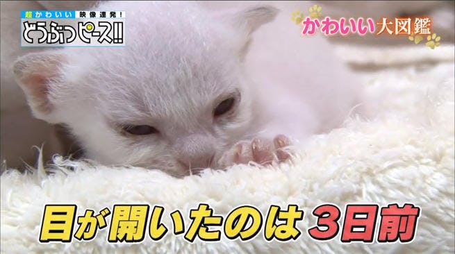 超貴重な赤ちゃんが大好きなものは どうぶつピース かわいい大図鑑 テレ東プラス