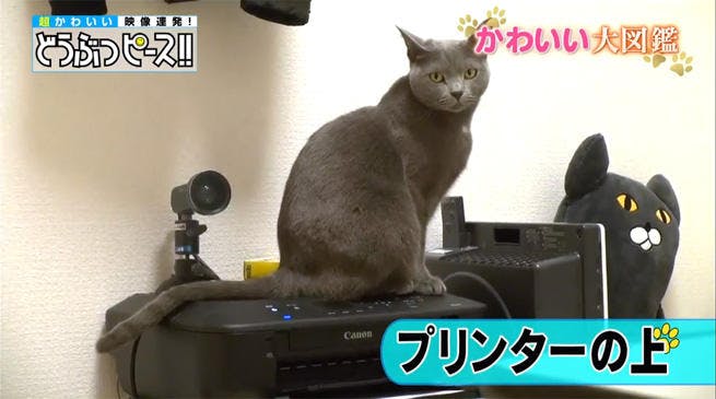 生まれたばかりの子猫の3兄妹 それぞれお気に入りの寝床でお昼寝する姿にキュン どうぶつピース テレ東プラス