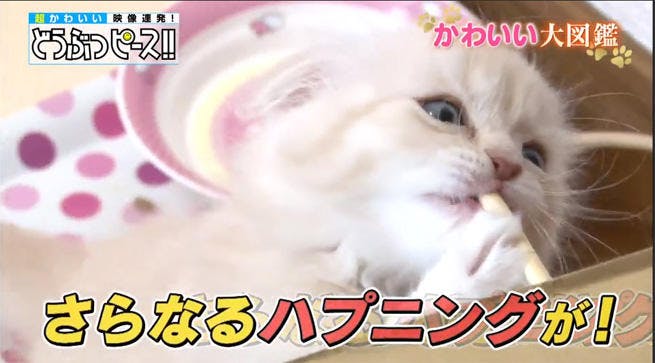 動画 好奇心が災いしてハプニング続出 おてんば猫ちゃん大集合 どうぶつピース かわいい大図鑑 テレ東プラス 動画 好奇心が災いしてハプニング続出 おてんば猫ちゃん大集合 どうぶつピース かわいい大図鑑 テレ東プラス