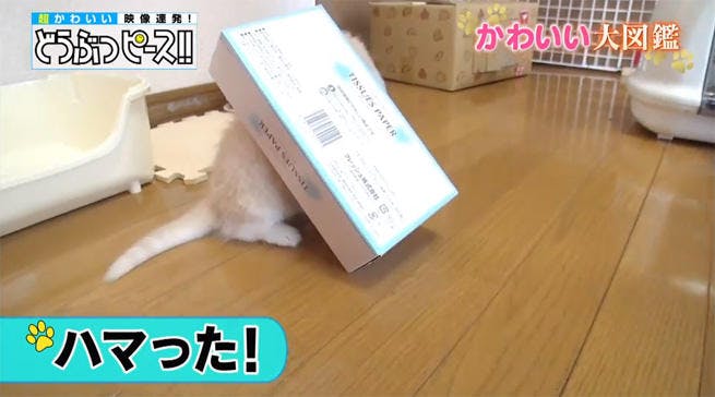 動画 好奇心が災いしてハプニング続出 おてんば猫ちゃん大集合 どうぶつピース かわいい大図鑑 テレ東プラス 動画 好奇心が災いしてハプニング続出 おてんば猫ちゃん大集合 どうぶつピース かわいい大図鑑 テレ東プラス