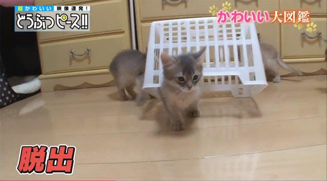 動画 好奇心が災いしてハプニング続出 おてんば猫ちゃん大集合 どうぶつピース かわいい大図鑑 テレ東プラス 動画 好奇心が災いしてハプニング続出 おてんば猫ちゃん大集合 どうぶつピース かわいい大図鑑 テレ東プラス