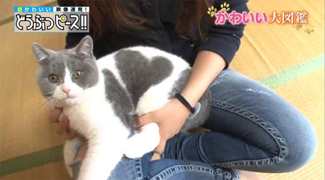 動画 ラブリーなハート柄の猫ちゃん大集合 どうぶつピース かわいい大図鑑 テレ東プラス