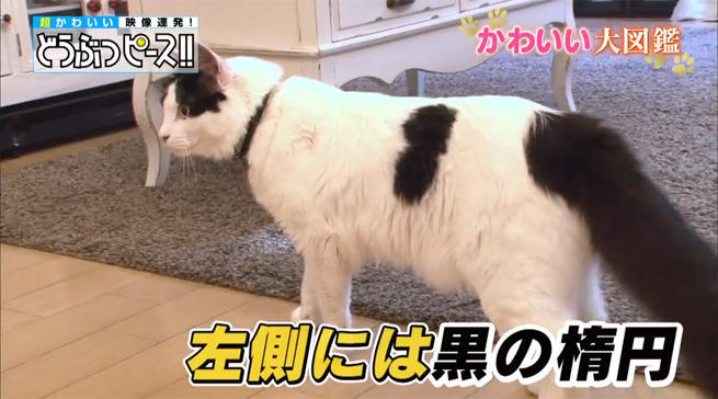 動画」ラブリーなハート柄の猫ちゃん大集合！：どうぶつピース！！かわいい大図鑑 | テレビ東京・ＢＳテレ東の読んで見て感じるメディア テレ東プラス