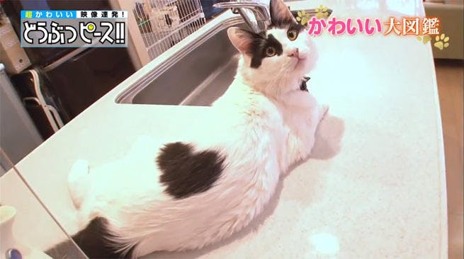 動画 ラブリーなハート柄の猫ちゃん大集合 どうぶつピース かわいい大図鑑 テレ東プラス